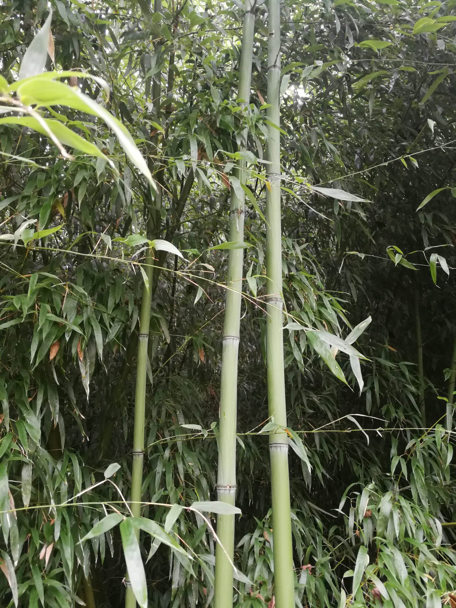 Bambus Stangen zu verkaufen CBD Austria Bambus Stangen zu verkaufen CBD Austria